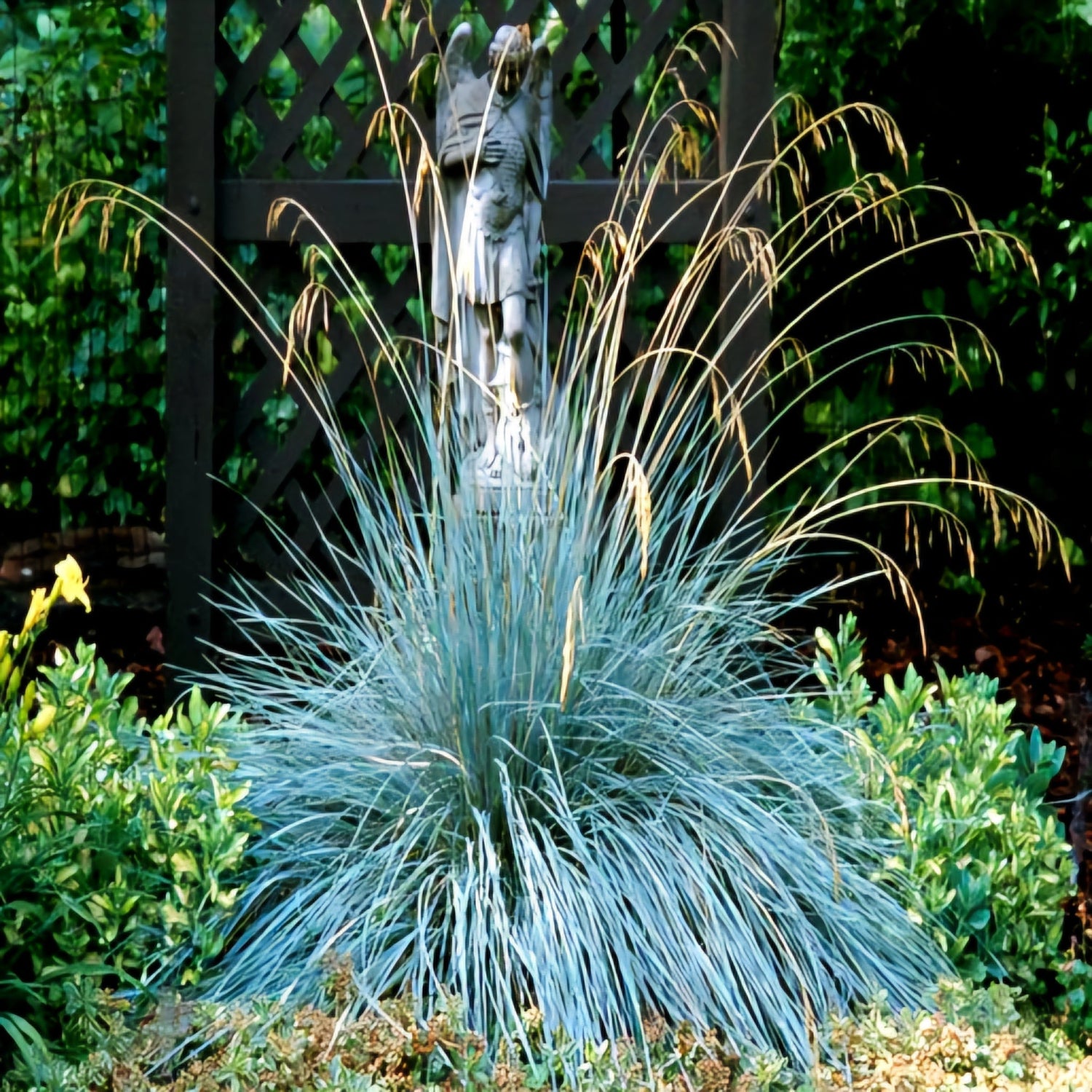 Drought Tolerant Once Established