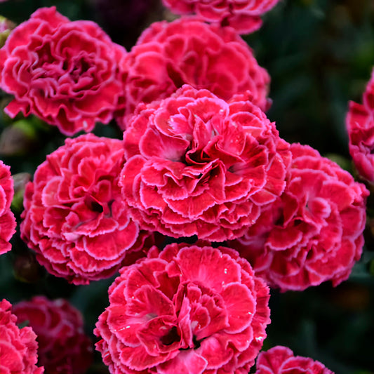 Dianthus' Raspberry Ruffles