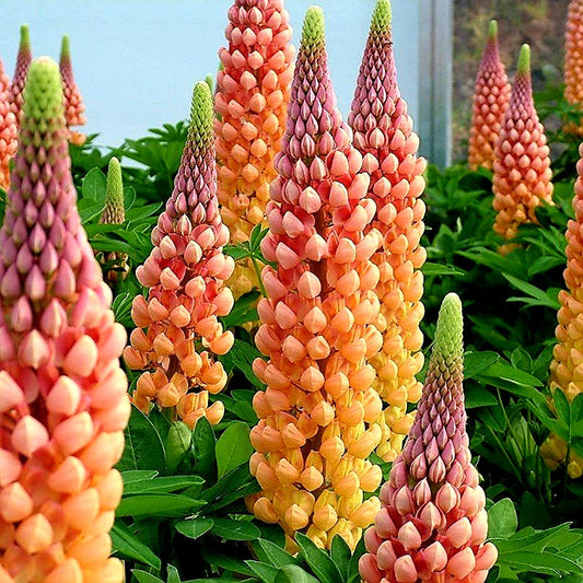 Lupinus' Salmon Star Hybrid Lupine