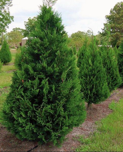 Cupressocyparis' Leyland Cypress