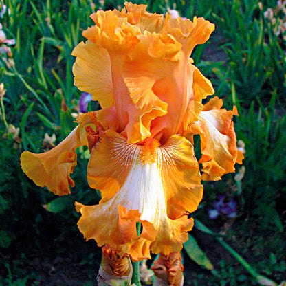 Iris' Cajun Rhythm