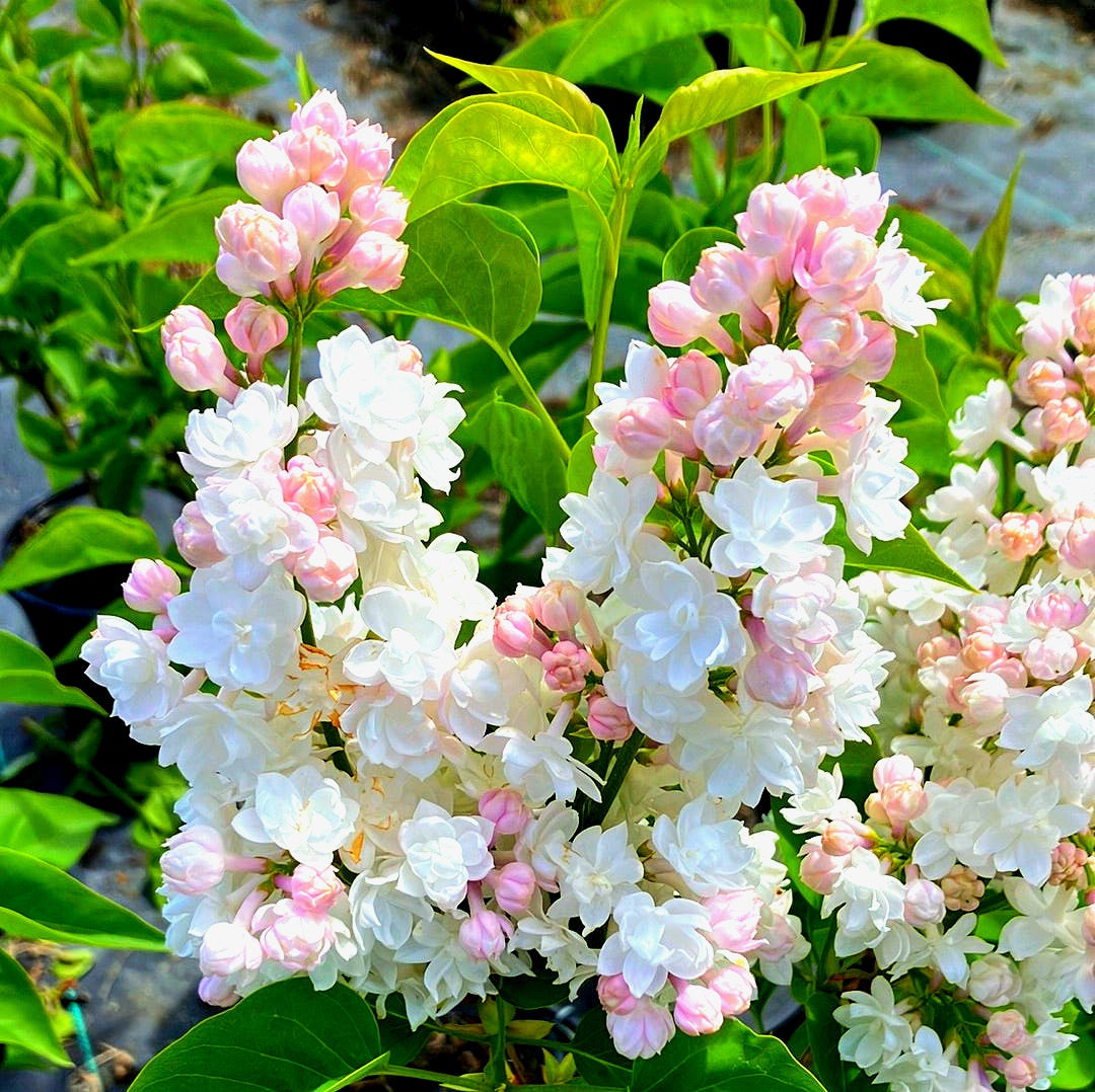 Syringa' Krasavitsa Moskvy Lilac