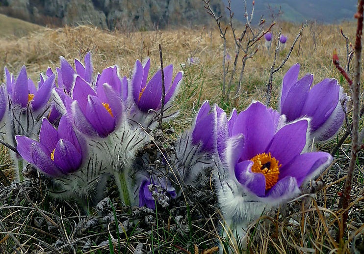 Pulsatilla' Pasque Flower