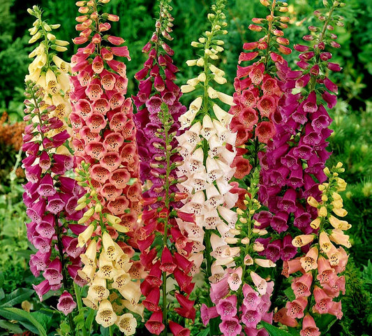 Digitalis' Camelot Mix Specialty Foxglove