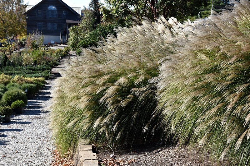 Miscanthus' Gracillimus Maiden Grass