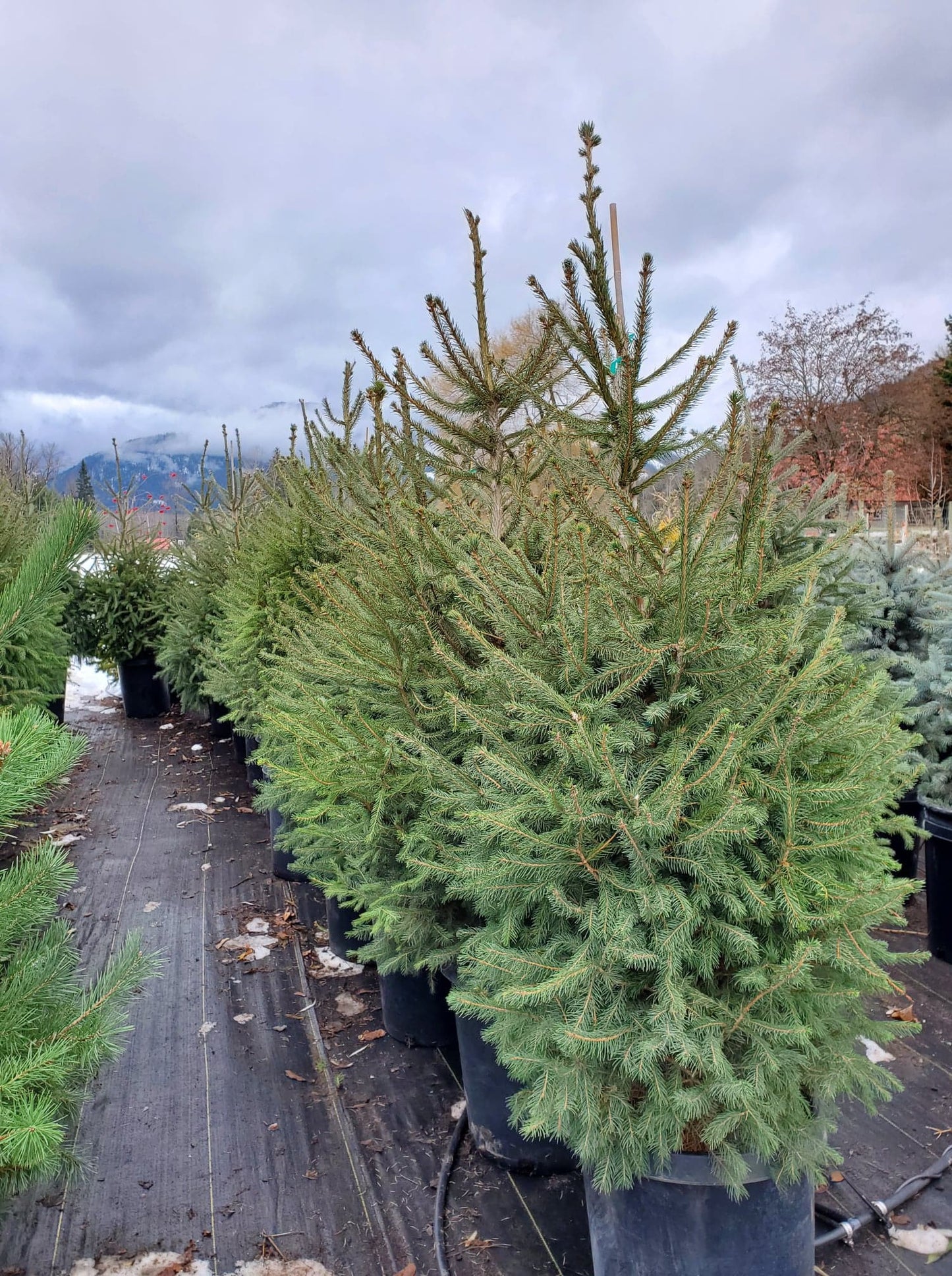 Picea' White Spruce Tree