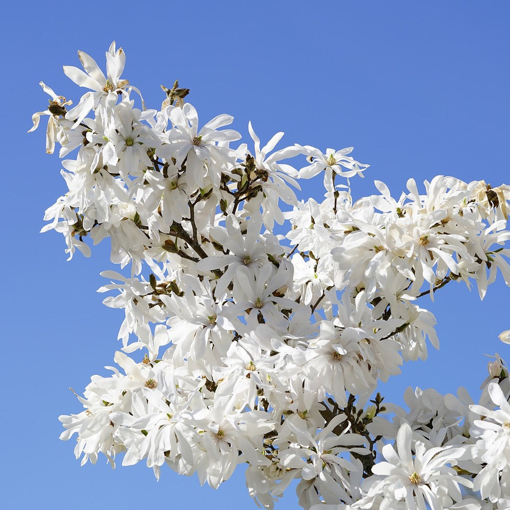 Magnolia' Royal Star