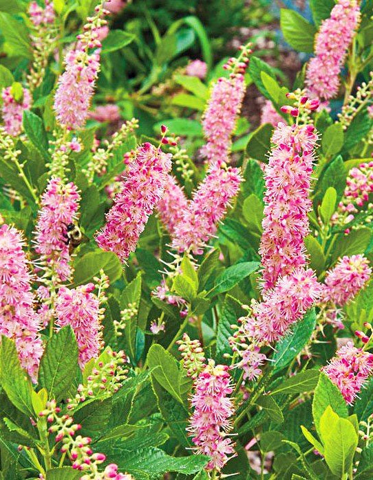 Clethra' Ruby Spice Summersweet