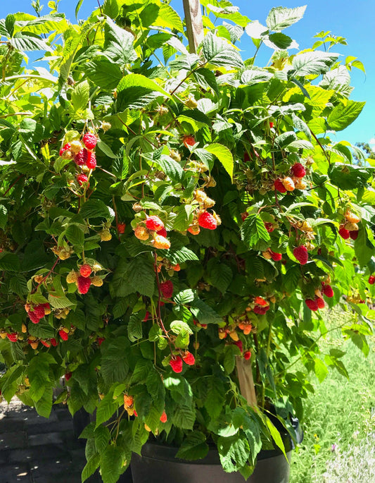 Rubus' Canby Thornless Raspberry