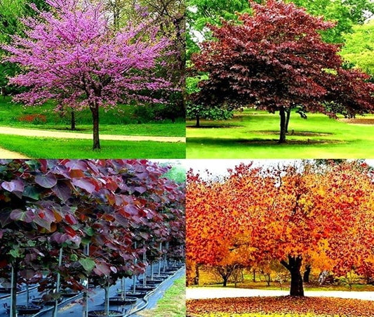 Cercis' Forest Pansy Redbud Tree