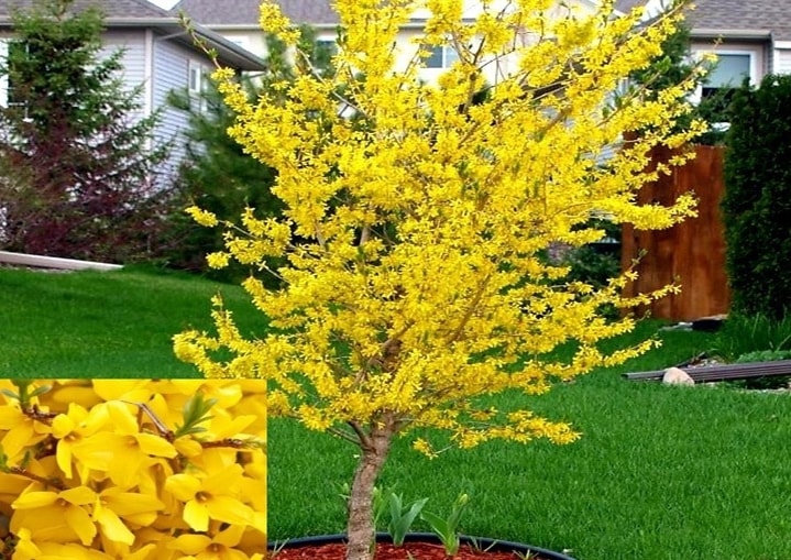 Forsythia' Lynnwood Gold Forsythia Tree