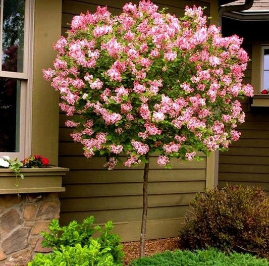 Syringa' Bloomerang Pink Perfume Lilac Tree