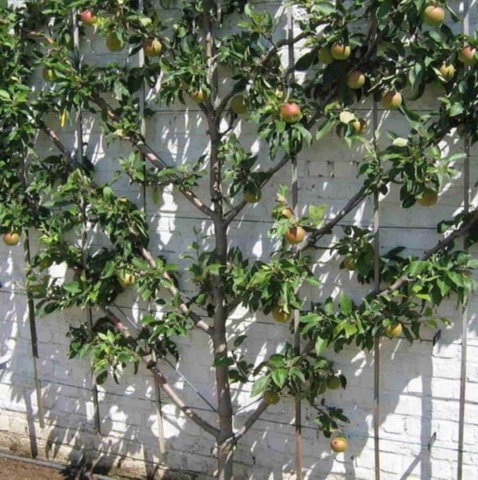 Malus' 3 Tier Espalier Apple Tree