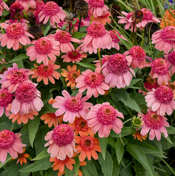 Echinacea' Double Dipped® Rainbow Sherbet Coneflower