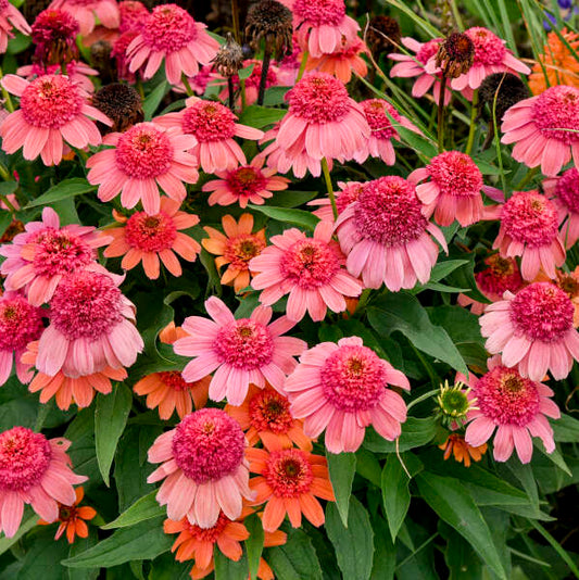 Echinacea' Double Dipped® Rainbow Sherbet Coneflower