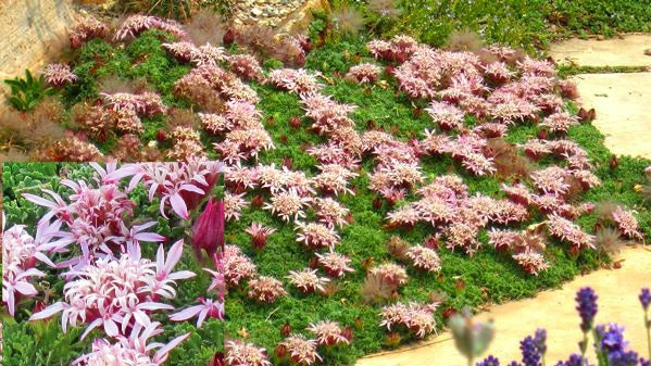 Pterocephalus' Carpeting Pincushion Flower