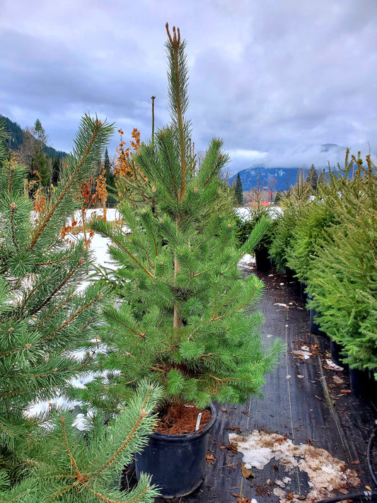 Pinus' French Blue Scotch Pine Tree