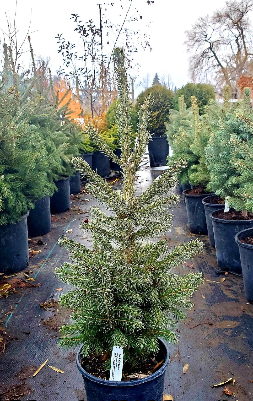 Picea' Black Hills Spruce Tree