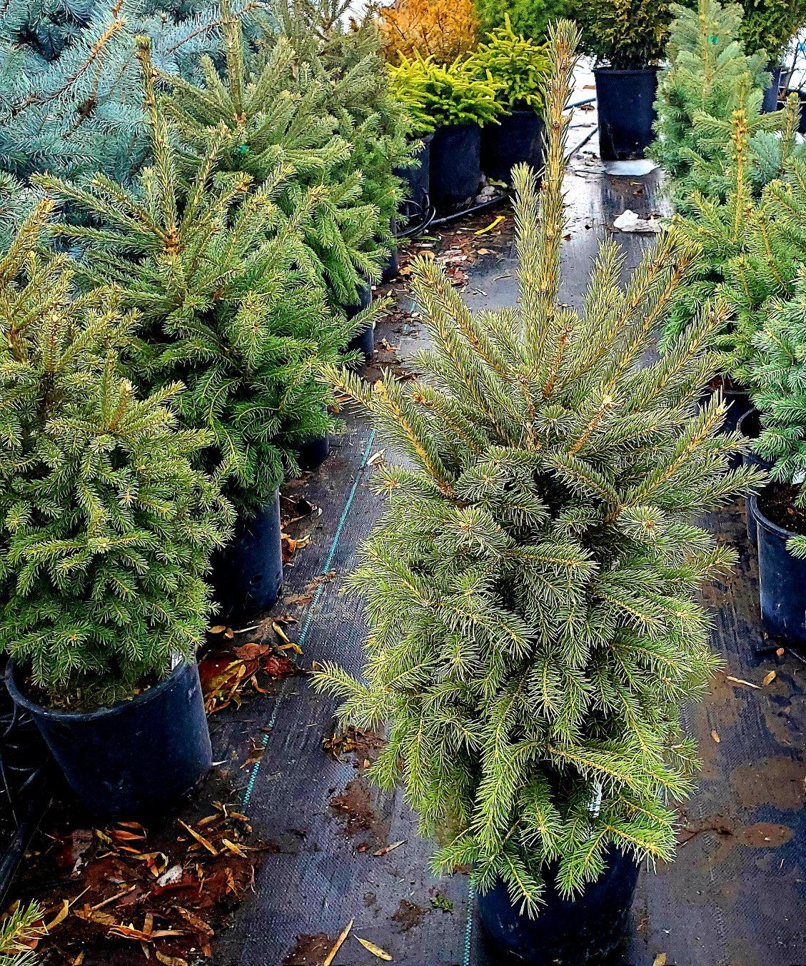 Picea' Black Hills Spruce Tree