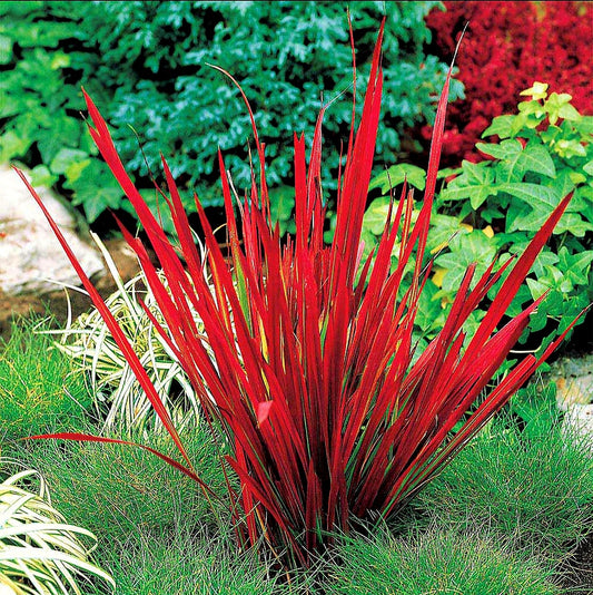 Imperata' Red Baron Japanese Blood Grass {Non invasive cultivar}