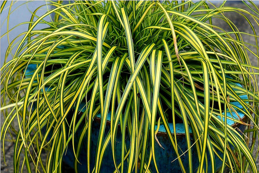 Carex' Eversheen Grass