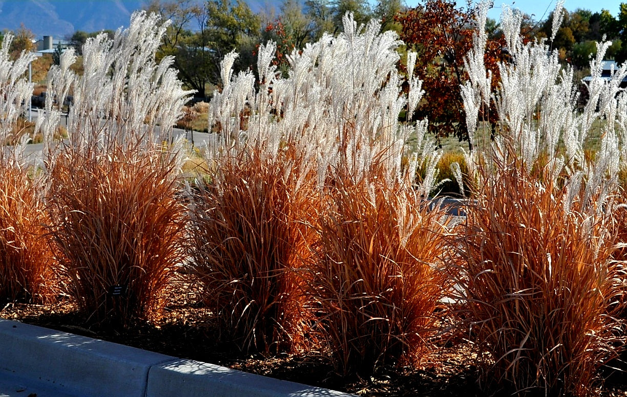 Miscanthus' Flame Grass