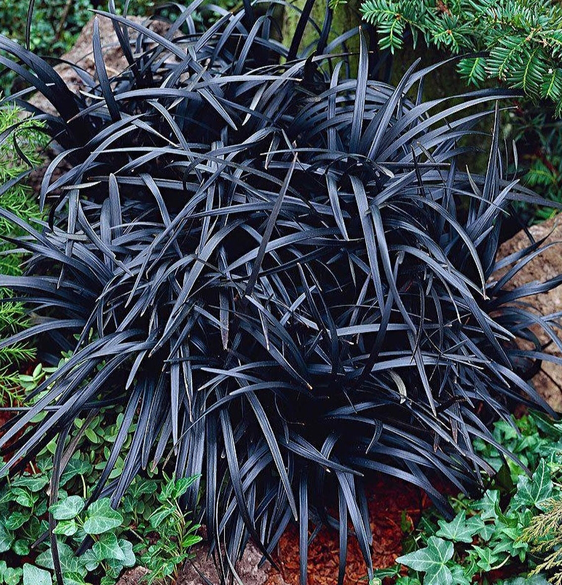 Ophiopogon' Black Mondo Grass