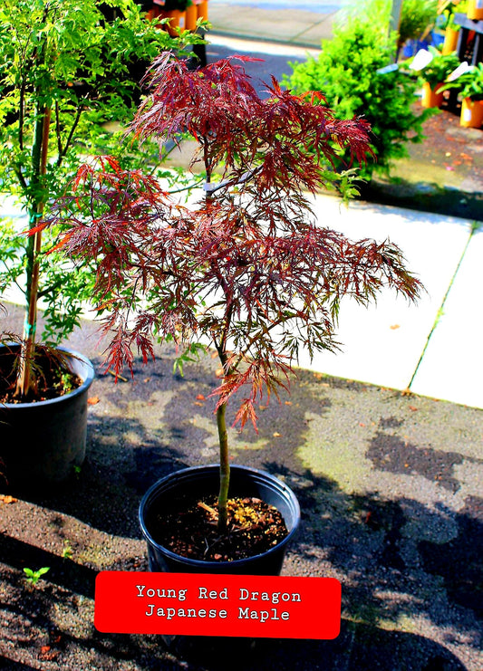 Acer' Dwarf Red Dragon Specialty Japanese Maple Tree