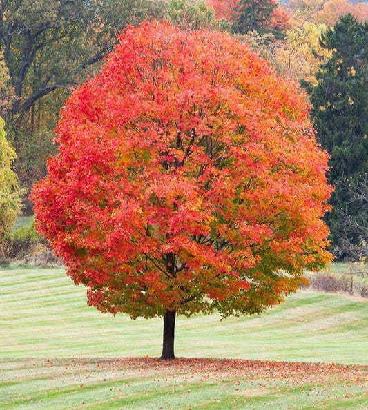 Acer' Legacy Sugar Maple Tree