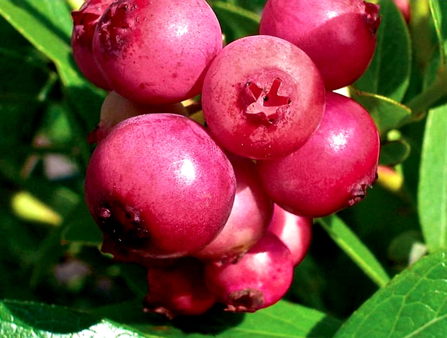 Vaccinium' Pink Lemonade Blueberry