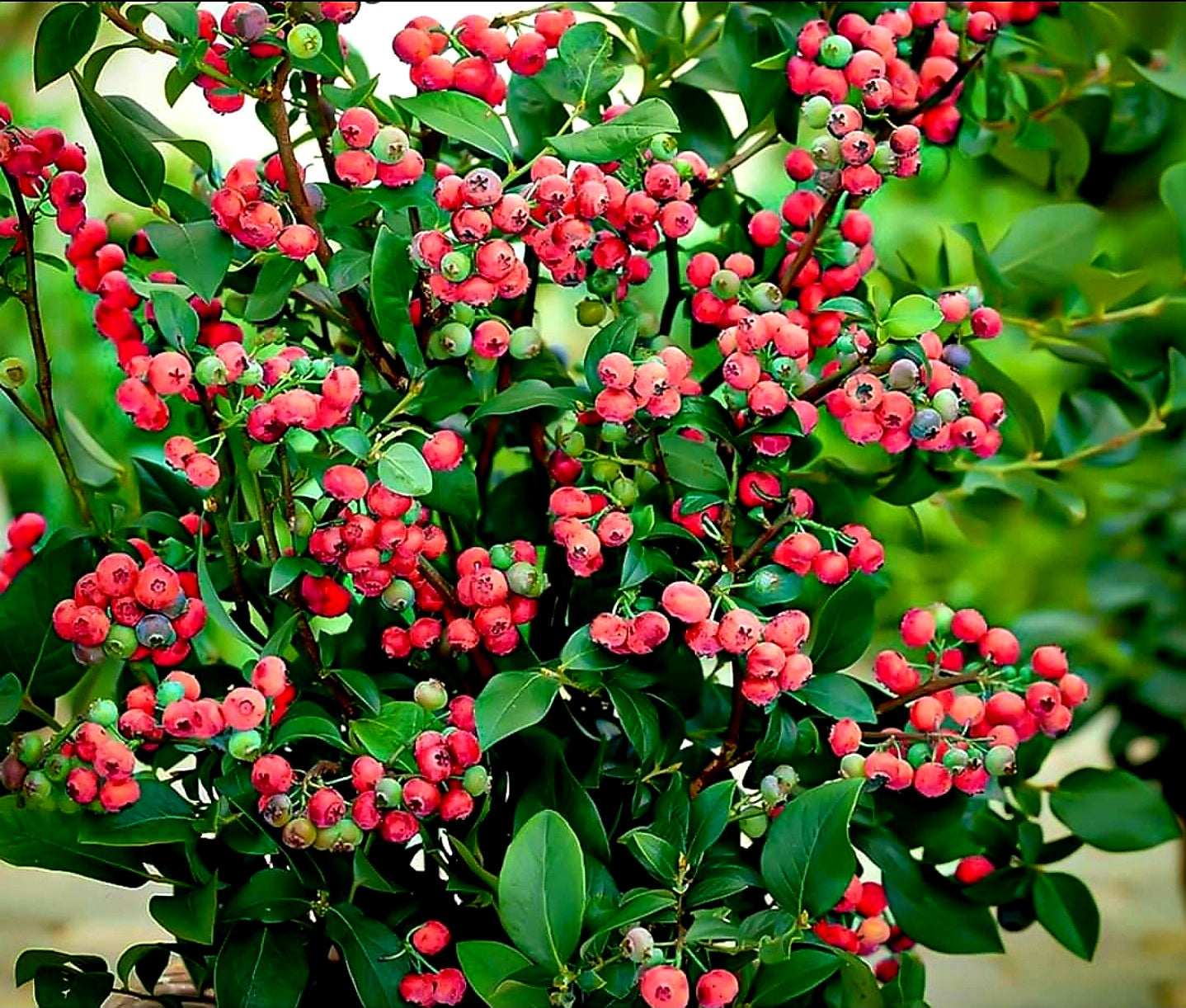 Vaccinium' Pink Lemonade Blueberry