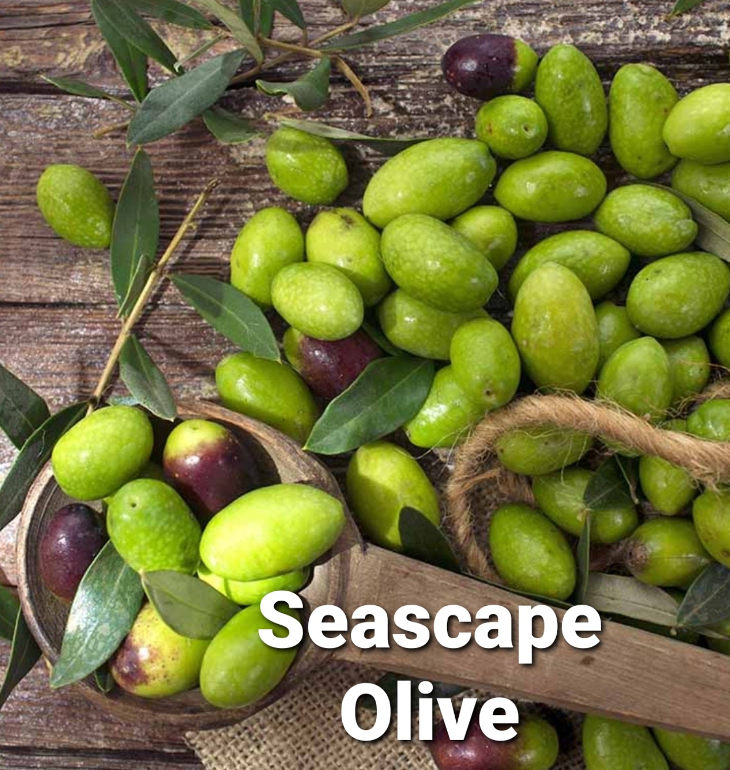 Olea' Seascape Olive Tree™