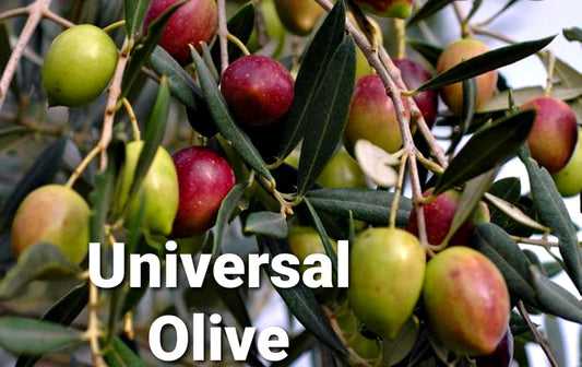 Olea' Universal Olive Tree™