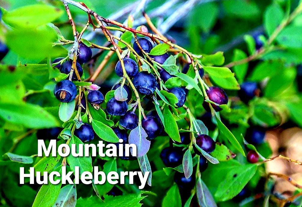 Vaccinium' Mountain Huckleberry