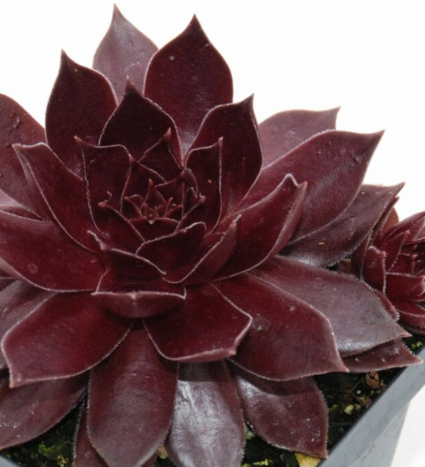 Sempervivum' Chocolate Kiss Hens And Chicks