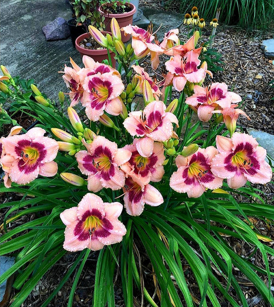 Hemerocallis' Wineberry Candy Daylily