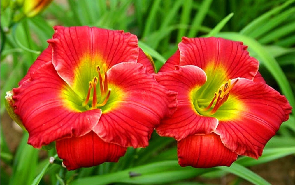 Hemerocallis' Red Hot Returns Daylily (Specialty)