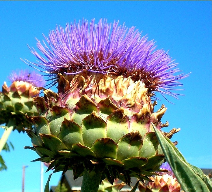 Cynara' Wild Artichoke (Artichoke Thistle)