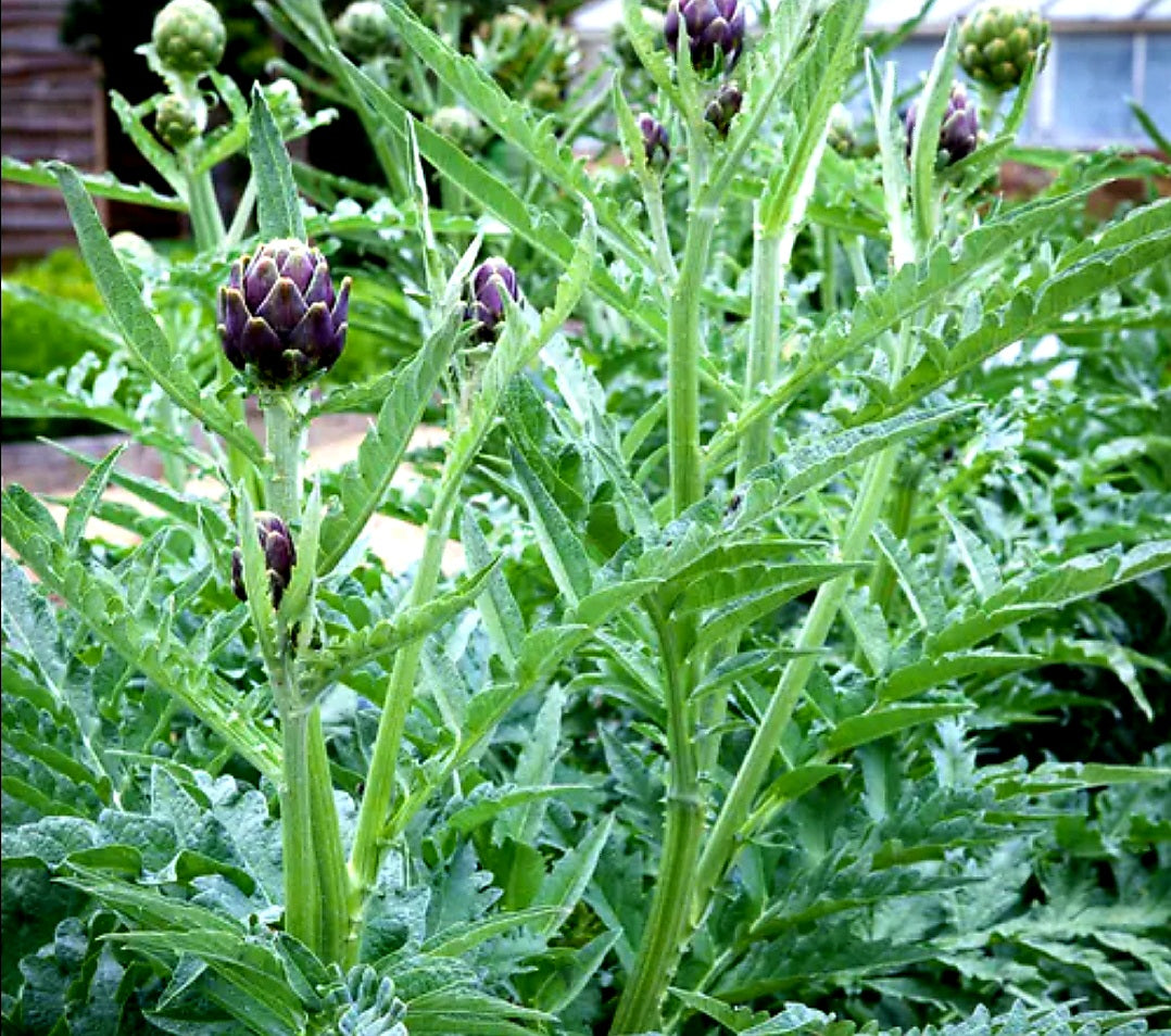 Cynara' Wild Artichoke (Artichoke Thistle)