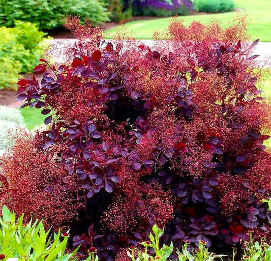 Cotinus' Royal Purple Smokebush