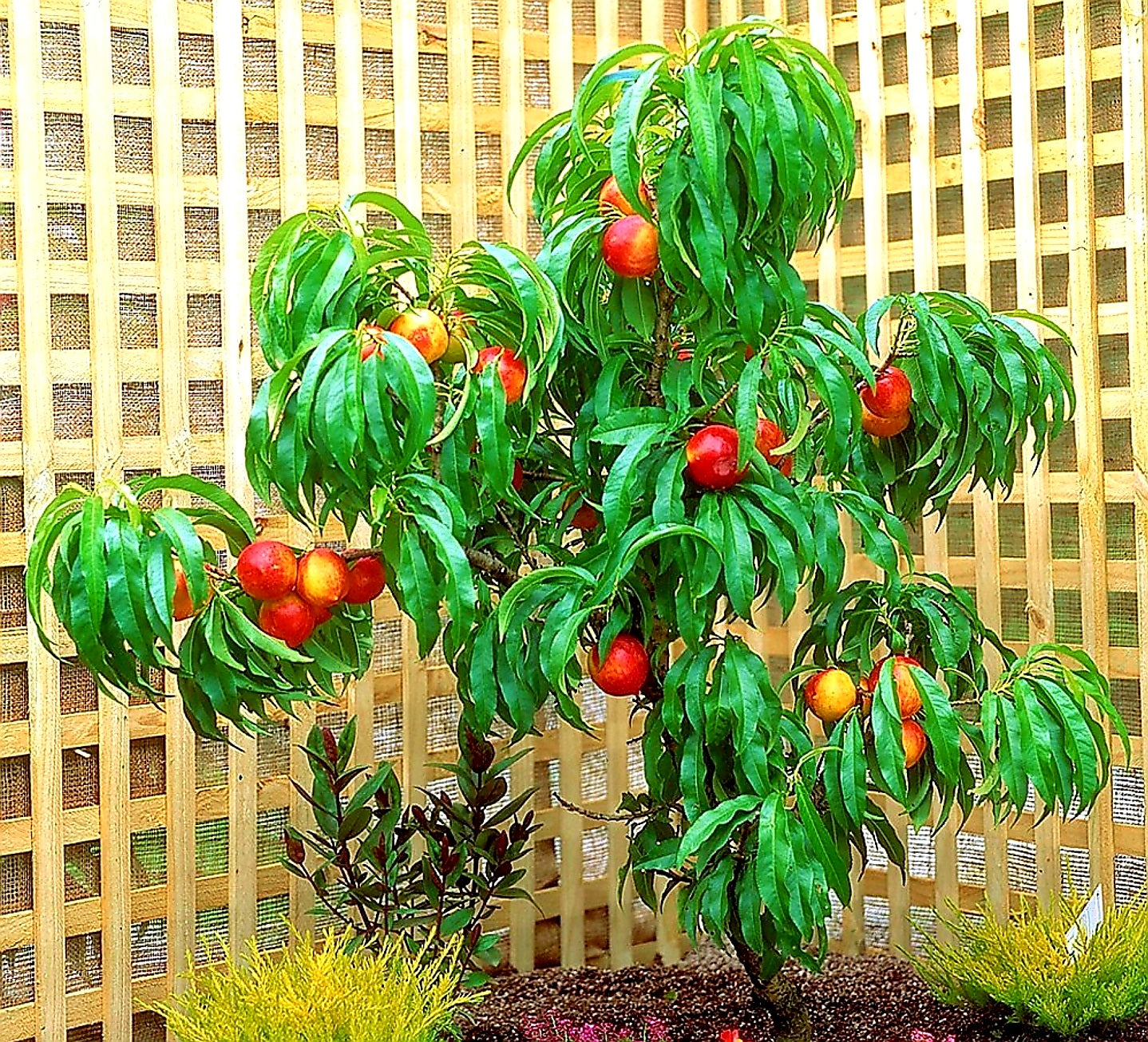 Prunus' Super Dwarf Golden Prolific Nectarine Tree