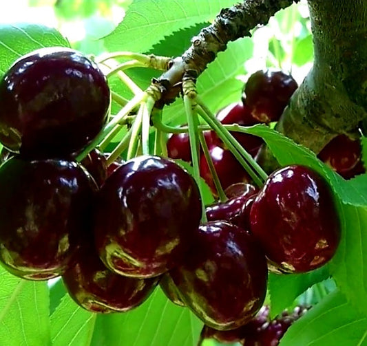 Prunus' Kootenay Cherry Tree