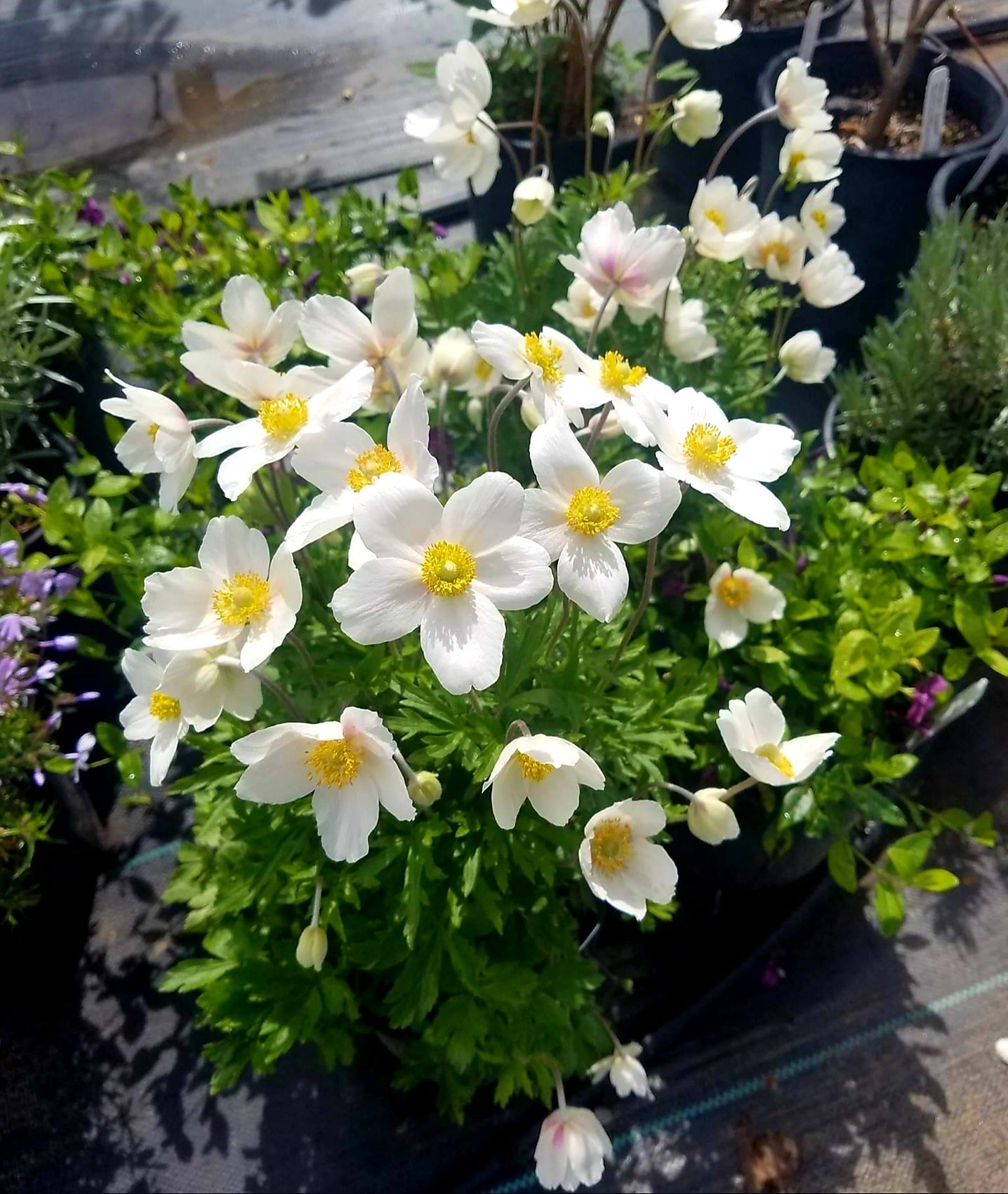 Anemone' Snowdrop