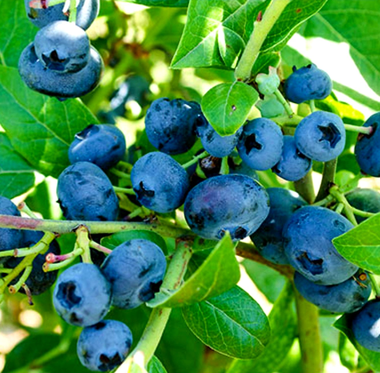 Vaccinium' Northblue Dwarf Blueberry