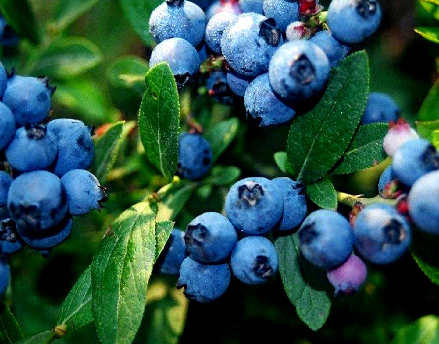 Vaccinium' Northcountry Blueberry