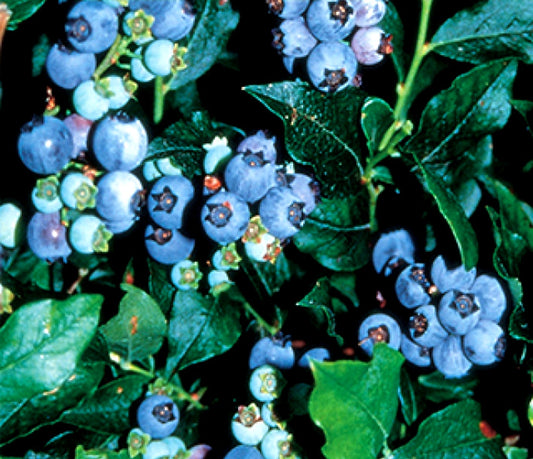 Vaccinium' Northsky Dwarf Blueberry