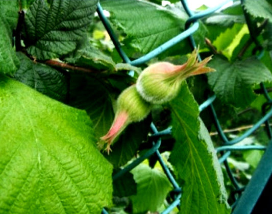 Corylus' Beaked Hazelnut