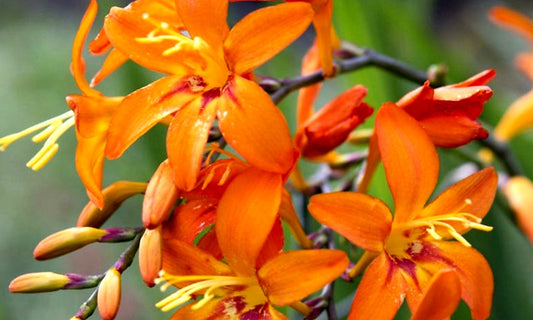 Crocosmia' Emily Mckenzie (Montbretia)