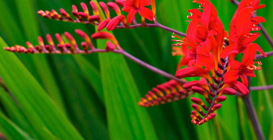 Crocosmia' Lucifer (Montbretia)