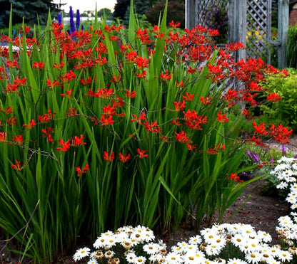 Crocosmia' Lucifer (Montbretia)